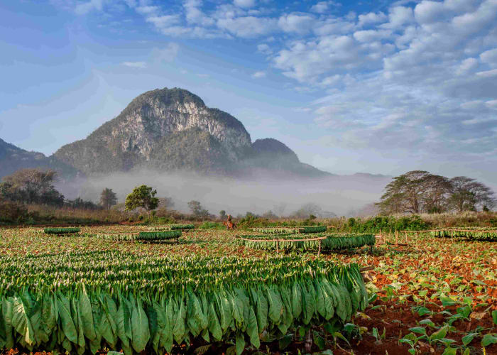 Vinales, région du tabac