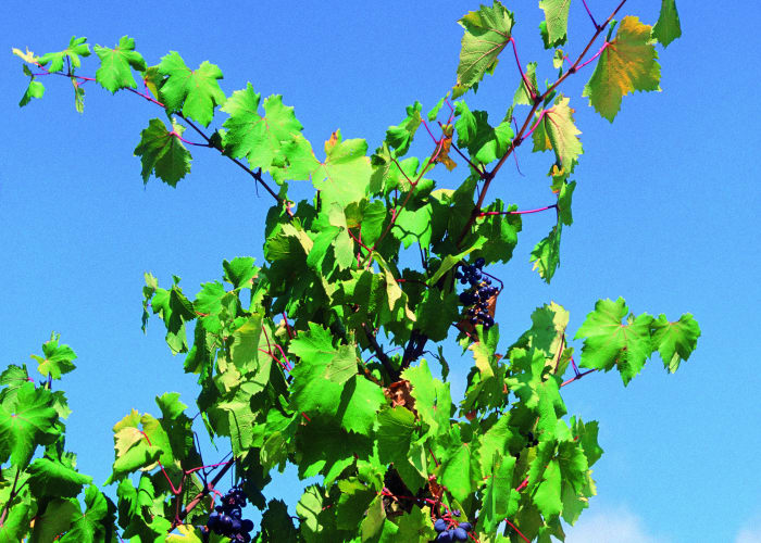 Decouverte des vins de Chypre