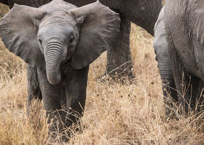 Journée entière dans le parc national du Serengeti