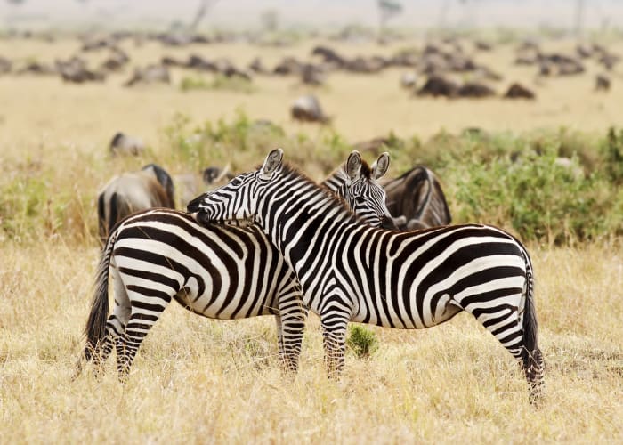 Masai Mara