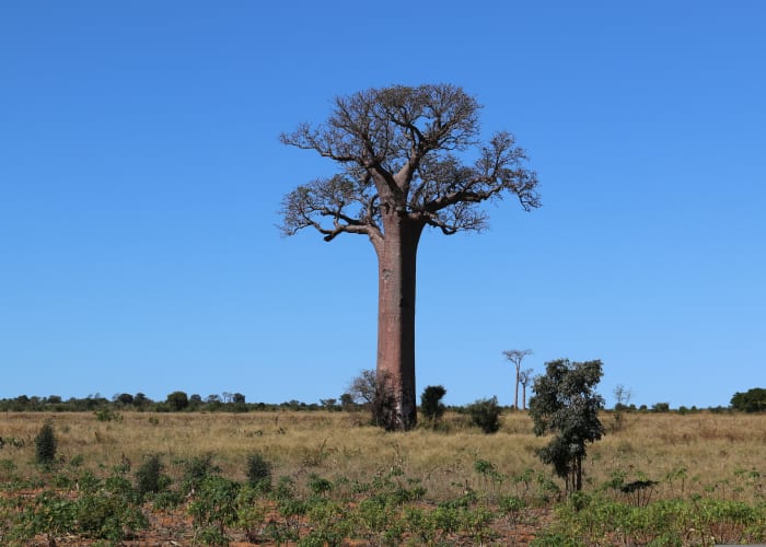 Tsingy de Bemaraha - Morondava