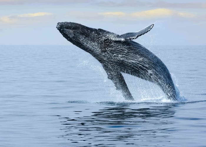 KALPITIYA : A la recherche des mammifères marins...