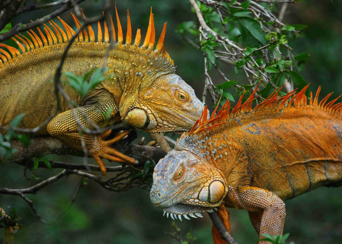 Arrivée au Costa Rica