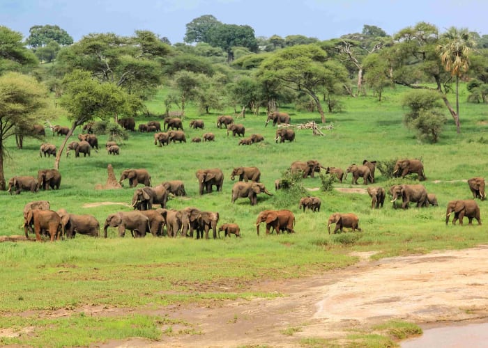 Le Parc national de Tarangire