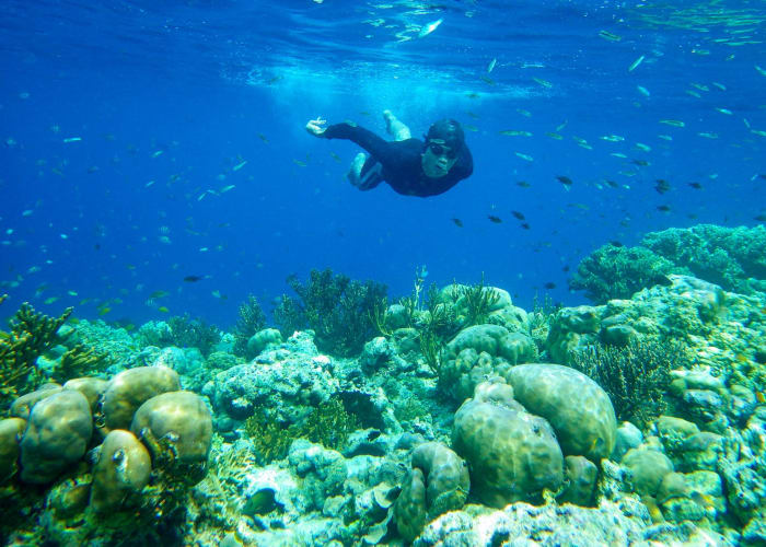 Amed et sa faune marine