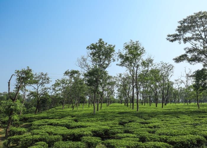 Dibrugarh - Mon par surface