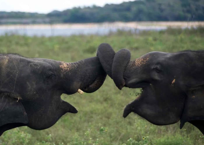 Ella et Udawalawe (3 h)