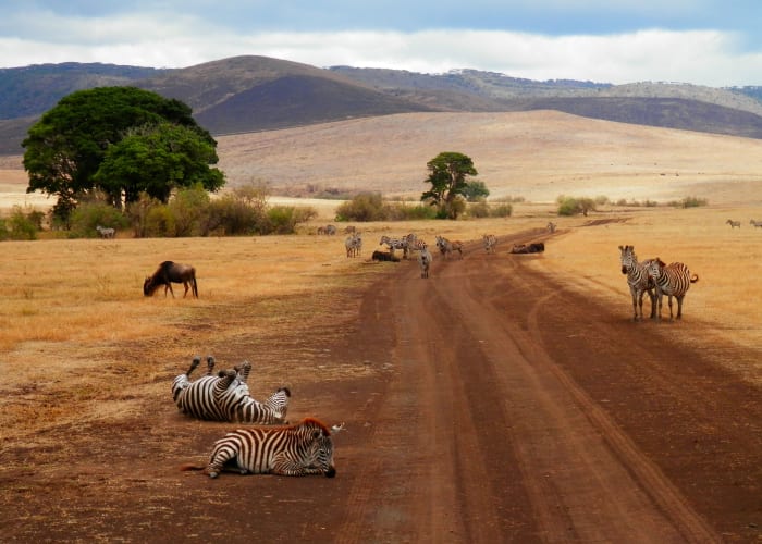 Tarangire National Park Gam Drive