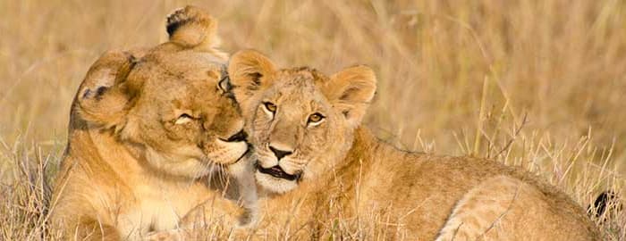 Parc national de Chobe