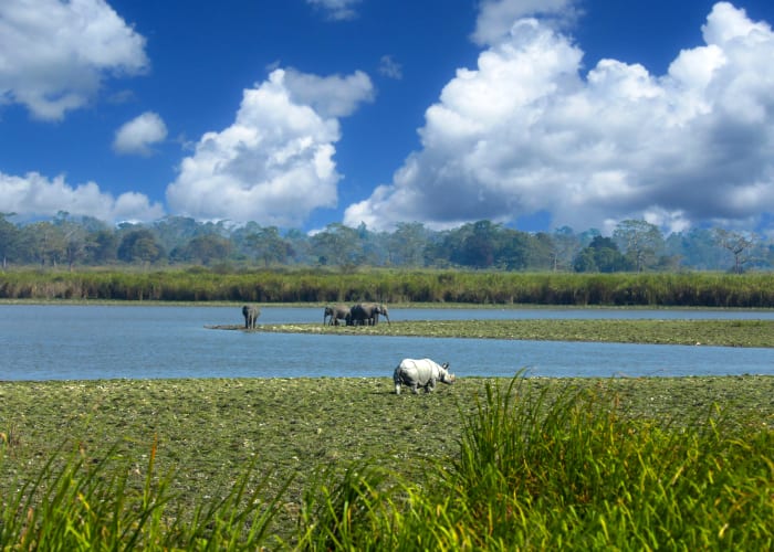A Kaziranga