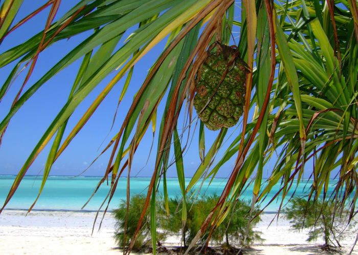 Vol vers Zanzibar
