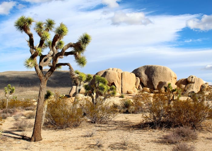 Joshua Tree