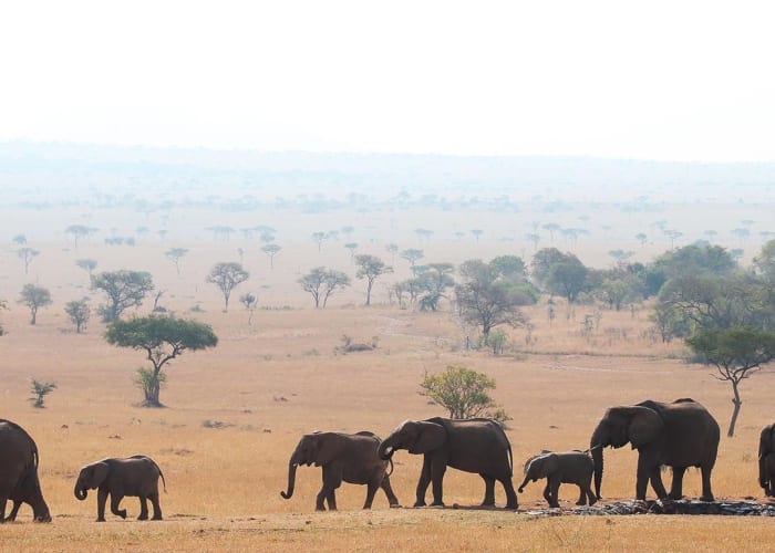 Découvrez le parc national du Tarangire