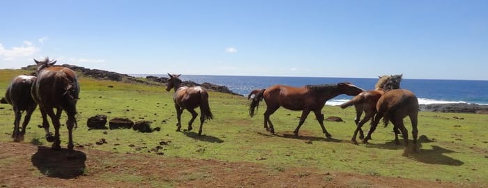 Les 7 explorateurs & Astronomie rapa nui