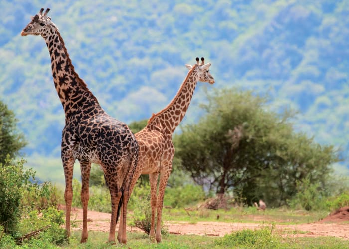 D'Arusha au parc national du lac Manyara.