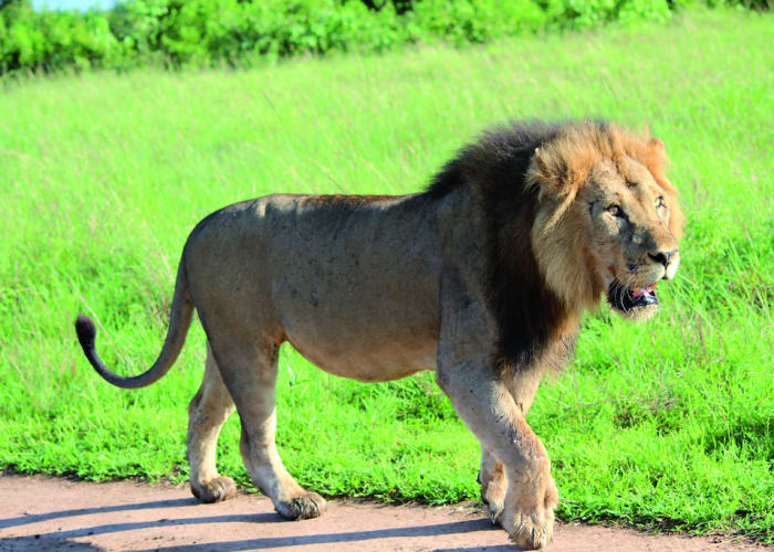 Safari matinal et transfert au secteur d'Ishasha.