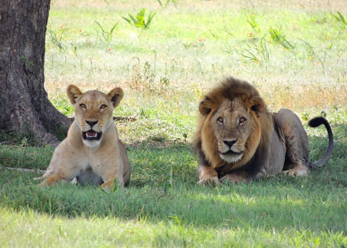 Parc national du Serengeti