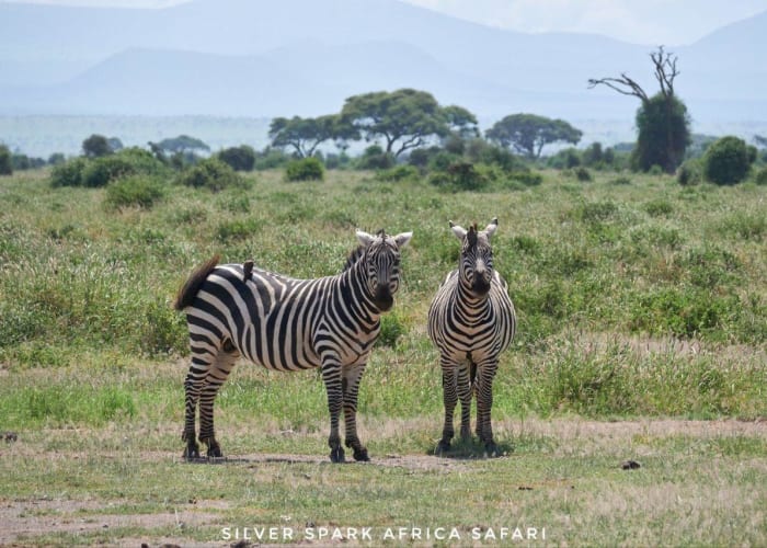 Nairobi (JKIA)- Maasai Mara National Reserve