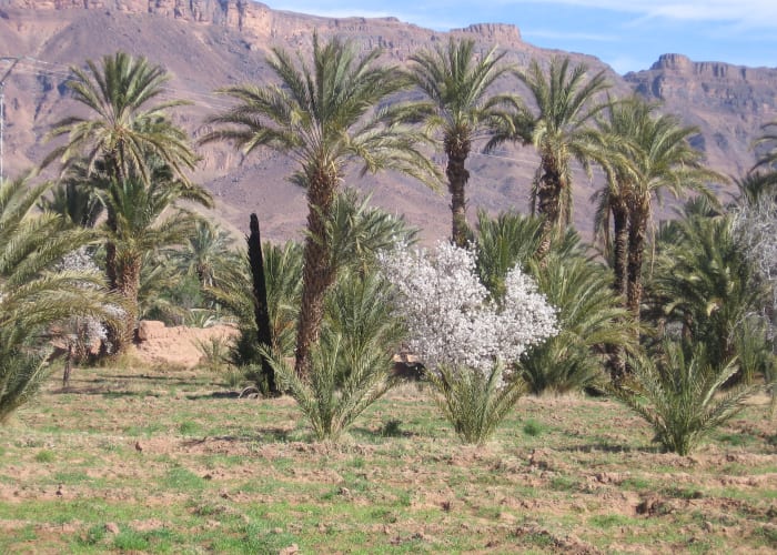 Vallée du Drâa (suite) et Vallée aux 45 kasbahs