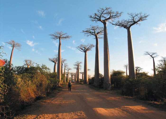 Antananarivo - Morondava - Kirindy