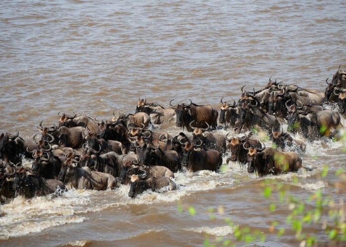Parc national du Serengeti