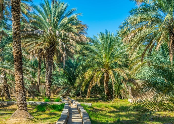 Safari matinal dans le désert de Liwa et transfert à l'oasis d'Al Ain.