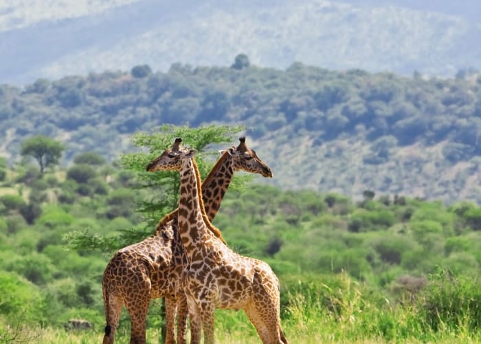 Arusha - Parc National de Tarangire