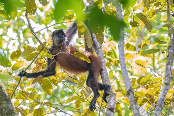 La petite Amazonie du Costa Rica