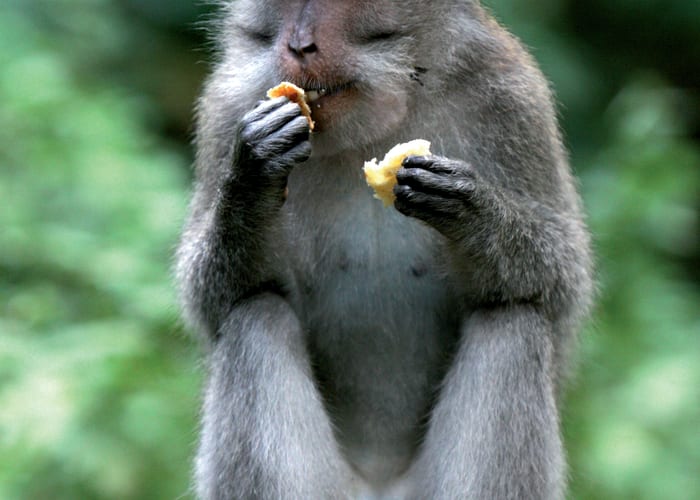Ubud et la forêt des singes - Massages balinais - Nuit à Ubud