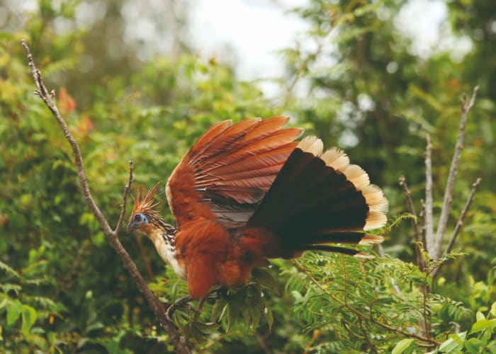Parc Madidi