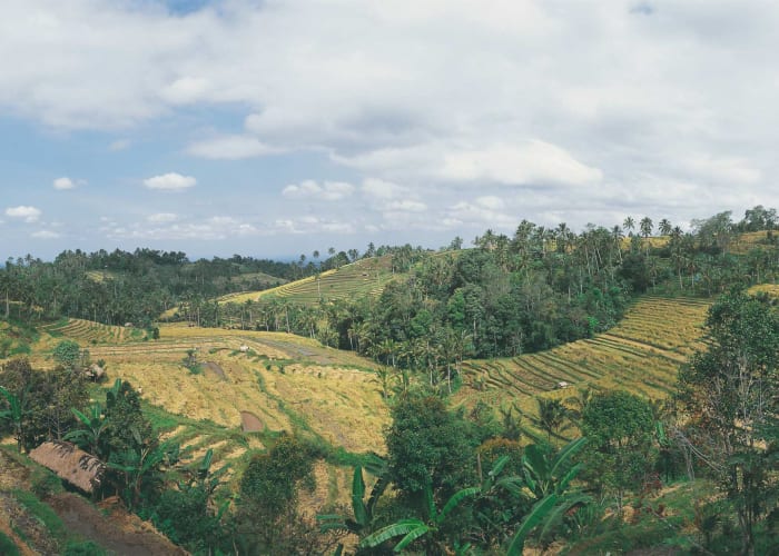 Transfert entre Gunung Leuser et Tangkahan