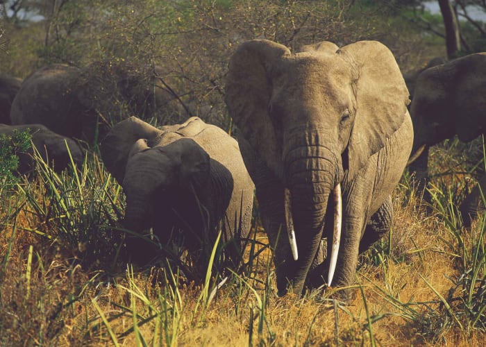 Du lac Manyara au parc national du Serengeti