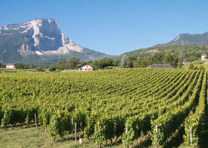 VIGNOBLES DE JONGIEUX