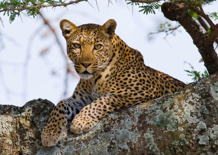 Parc National du Serengeti