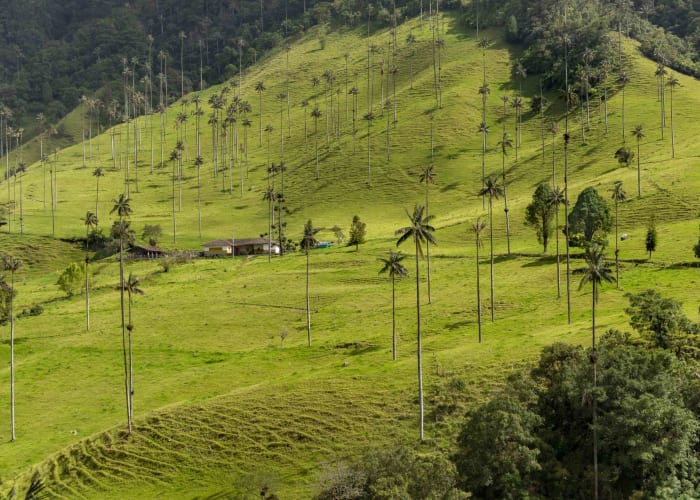 Vallée de Cocora