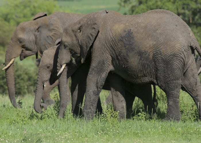 Parc national du Tarangire
