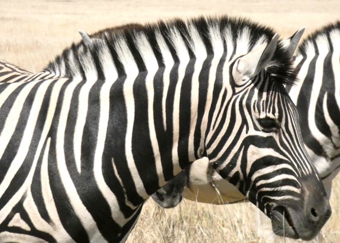 Etosha Sud
