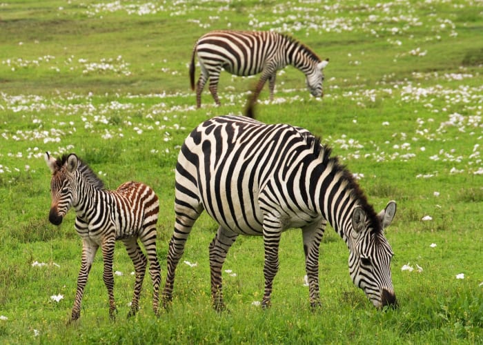 Journée complète d'observation des animaux dans le Serengeti