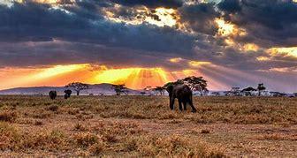 Safari dans le Serengeti