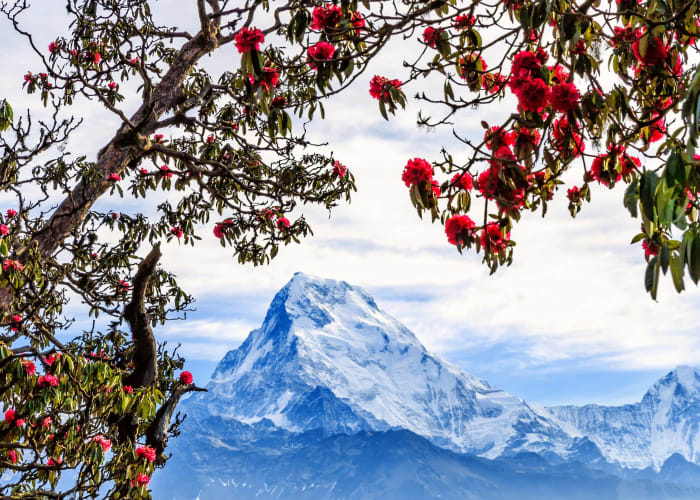 Trek jusqu'à Nayapul et route vers Pokhara - 8 heures
