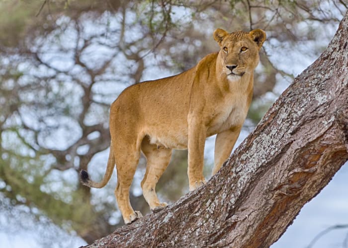 Parc national de Tarangire