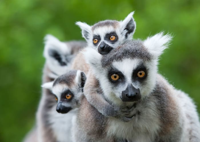 Les lémuriens à la Montagne d Ambre