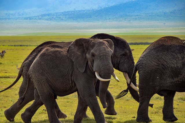 Ngorongoro Crater