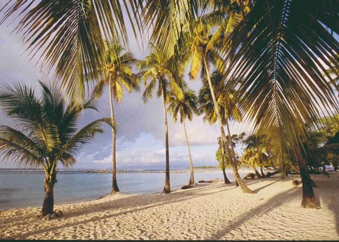 Coquillages et crustacés en Grande Terre