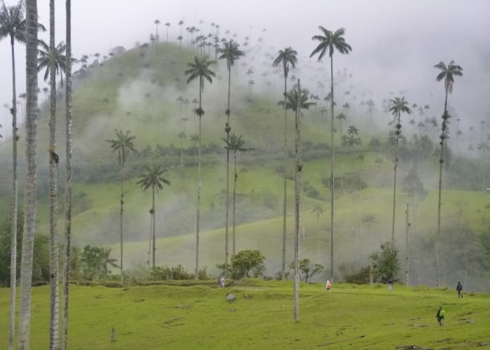 Jour 11 : Vallée du Cocora et réserve Acaime