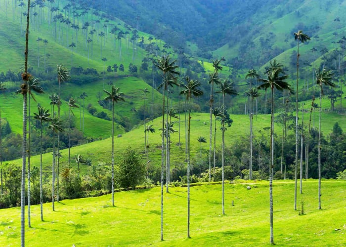 VALLÉE DU COCORA et ferme de café