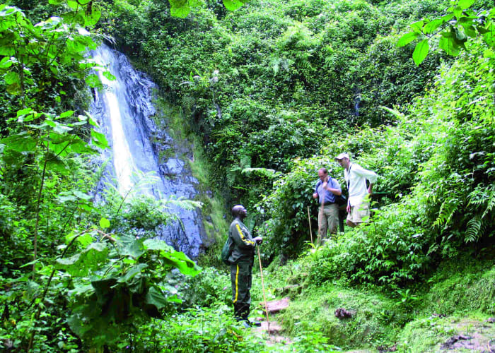 Pistage des chimpanzés et promenade dans la canopée dans la forêt de Nyungwe.