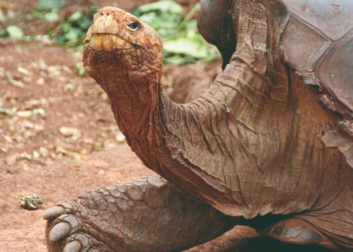 Le Cap Rose, ses tortues, ses fous à pattes bleues