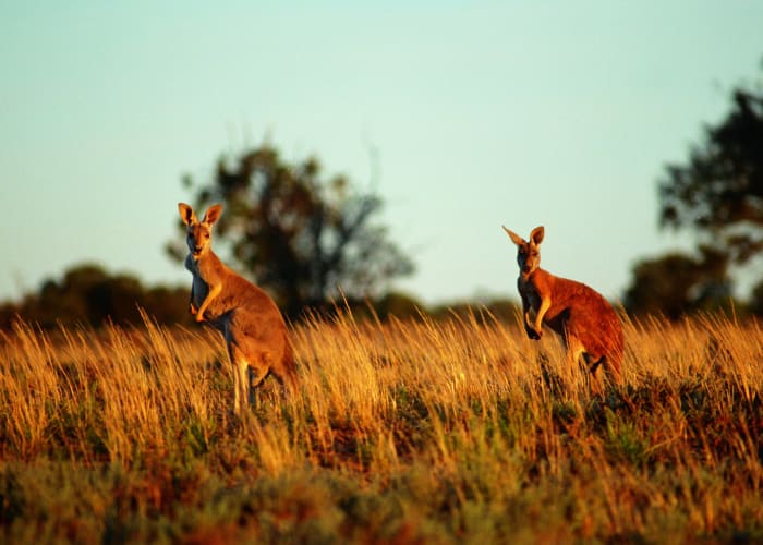 Ayers Rock - Darwin - Bamurru Plains