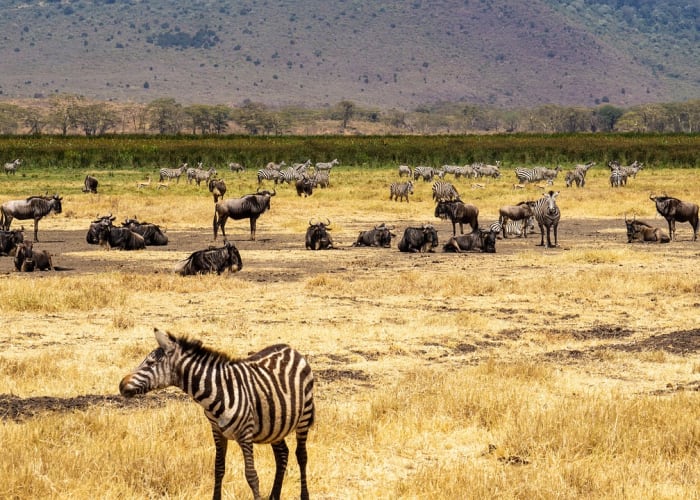 Ngorongoro - Serengeti central